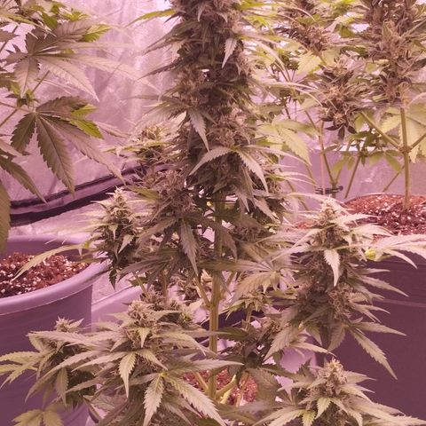 Fat Banana growlog timeline photo