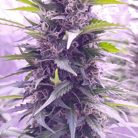 Fat Banana growlog timeline photo