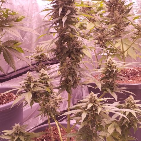 Fat Banana growlog timeline photo