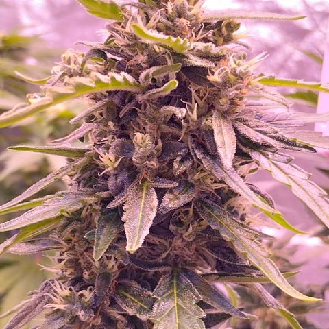 Royal Jack Automatic growlog timeline photo