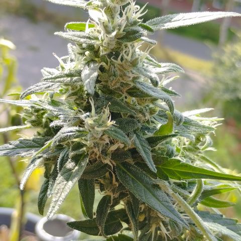 Royal Jack Automatic growlog timeline photo