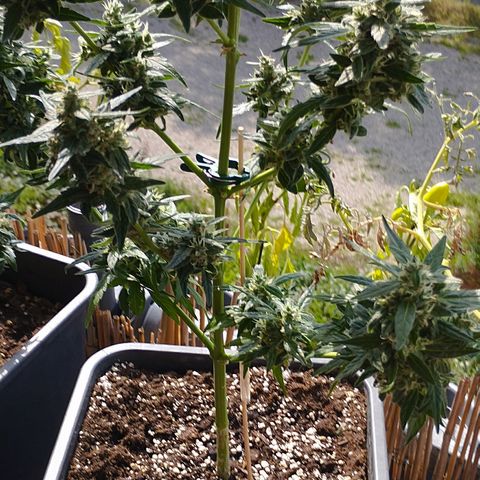 Royal Jack Automatic growlog timeline photo
