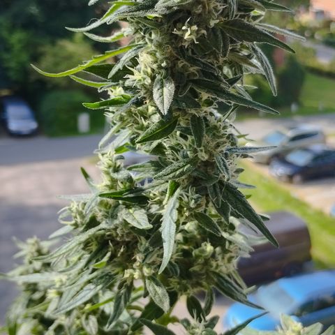 Royal Jack Automatic growlog timeline photo