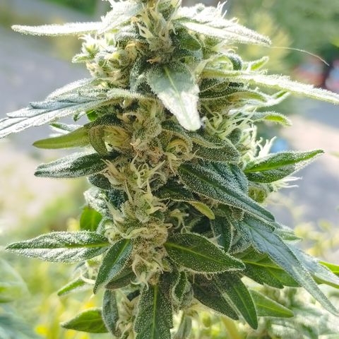 Royal Jack Automatic growlog timeline photo