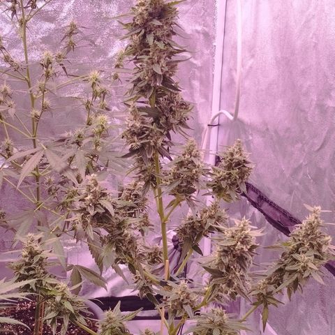 Royal Jack Automatic growlog photo: Guten Morgen die Damen