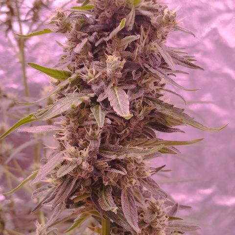 Royal Jack Automatic growlog photo: Guten Morgen die Damen
