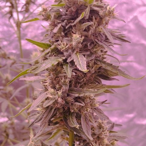 Royal Jack Automatic growlog photo: Guten Morgen die Damen