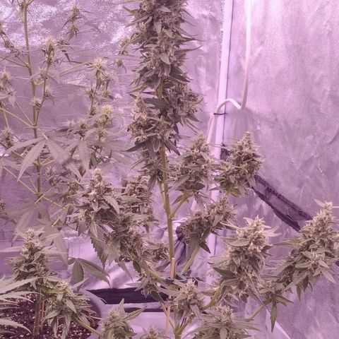 Royal Jack Automatic growlog photo: Guten Morgen die Damen