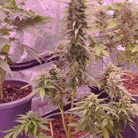 Fat Banana growlog photo: Guten Morgen Sonnenschein 🌻