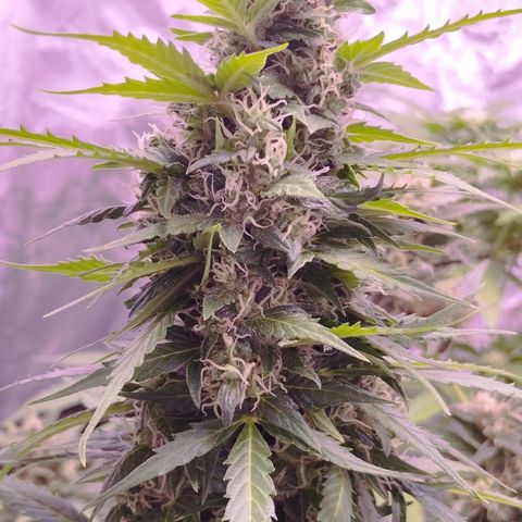 Fat Banana growlog photo: Guten Morgen Sonnenschein 🌻