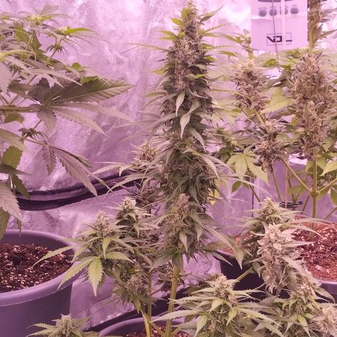 Fat Banana growlog photo: Guten Morgen Sonnenschein 🌻
