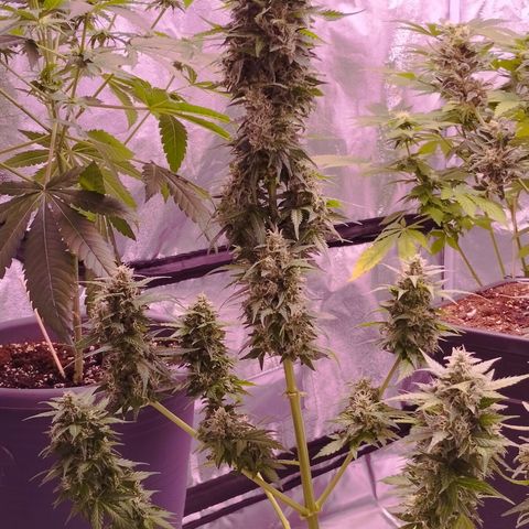 Fat Banana growlog photo: Nach dem letzten Friseur