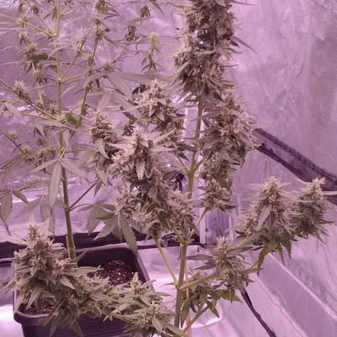 Royal Jack Automatic growlog photo: Good Morning