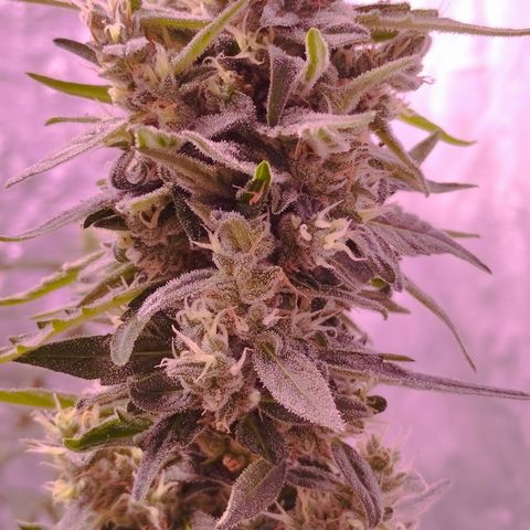 Royal Jack Automatic growlog photo: Good Morning