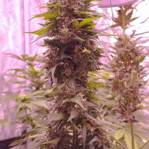 Fat Banana growlog photo: Einen süßen Morgen