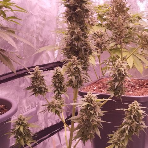 Fat Banana growlog photo: Einen süßen Morgen