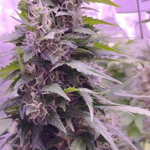 Fat Banana growlog photo: Einen süßen Morgen