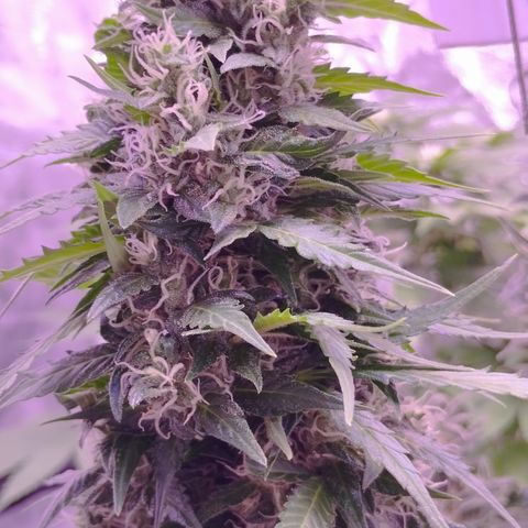Fat Banana growlog photo: Einen süßen Morgen