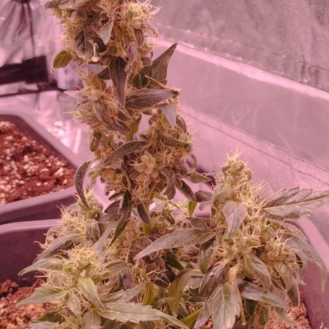 BONSAI KÄSE growlog photo: Der kleine Bonsai Penisbud