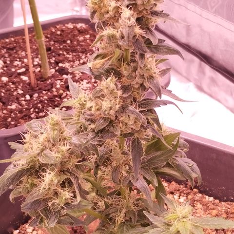 BONSAI KÄSE growlog photo: Der kleine Bonsai Penisbud