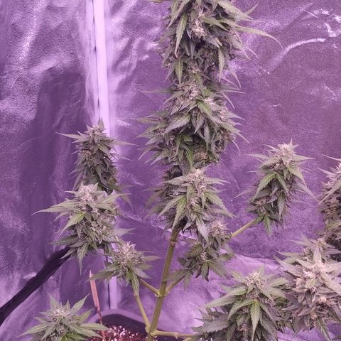Fat Banana growlog timeline photo