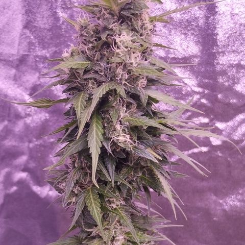 Fat Banana growlog timeline photo