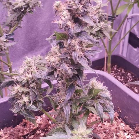 BONSAI KÄSE growlog timeline photo