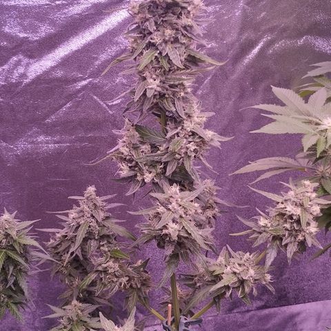 Royal Jack Automatic growlog timeline photo