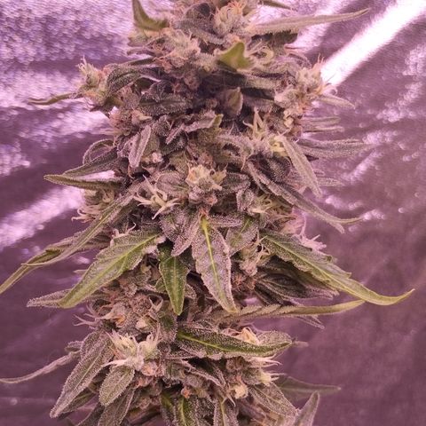 Royal Jack Automatic growlog timeline photo
