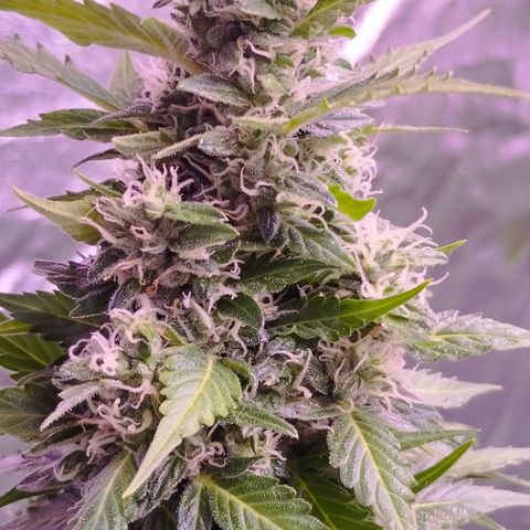 Fat Banana growlog timeline photo