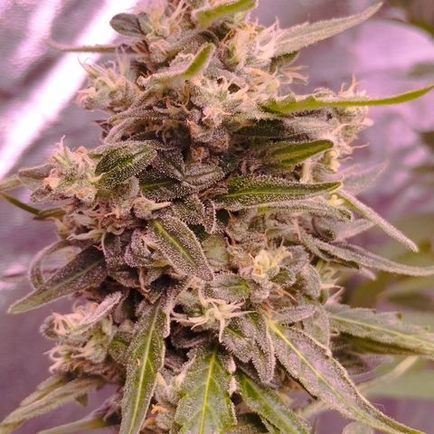 Royal Jack Automatic growlog timeline photo