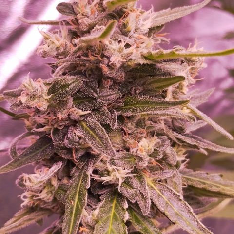 Royal Jack Automatic growlog timeline photo