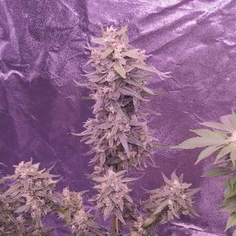 Royal Jack Automatic growlog timeline photo