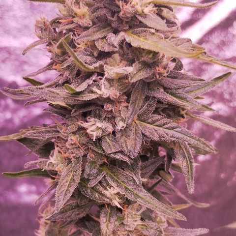 Royal Jack Automatic growlog timeline photo
