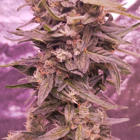 Royal Jack Automatic growlog timeline photo