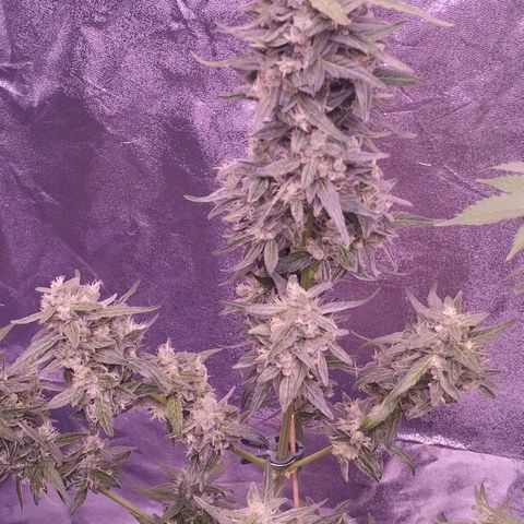 Royal Jack Automatic growlog timeline photo