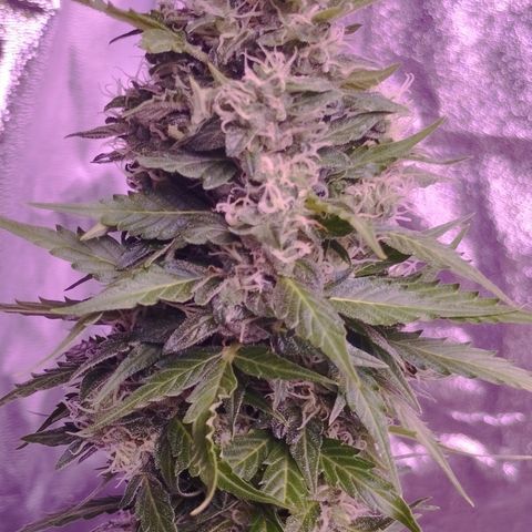 Fat Banana growlog timeline photo