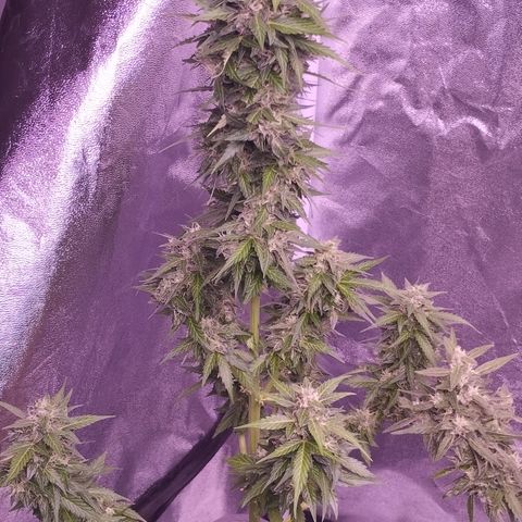 Fat Banana growlog timeline photo