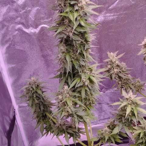Fat Banana growlog timeline photo