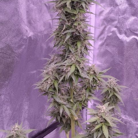 Fat Banana growlog timeline photo