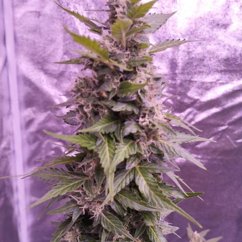Fat Banana growlog timeline photo