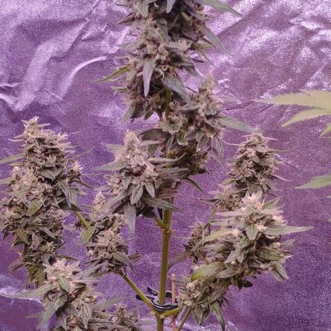 Royal Jack Automatic growlog timeline photo