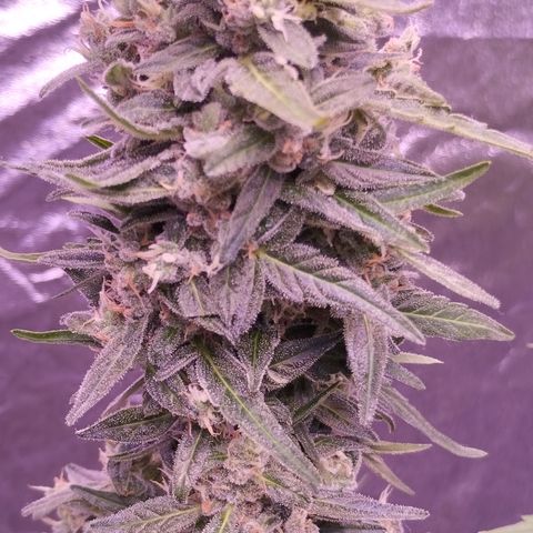 Royal Jack Automatic growlog timeline photo