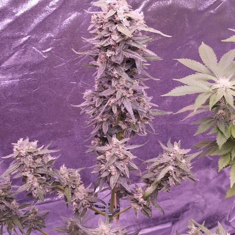 Royal Jack Automatic growlog timeline photo