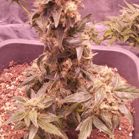 BONSAI KÄSE growlog timeline photo