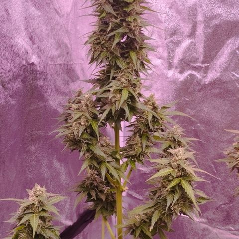 Fat Banana growlog timeline photo