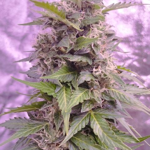 Fat Banana growlog timeline photo