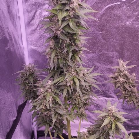 Fat Banana growlog timeline photo