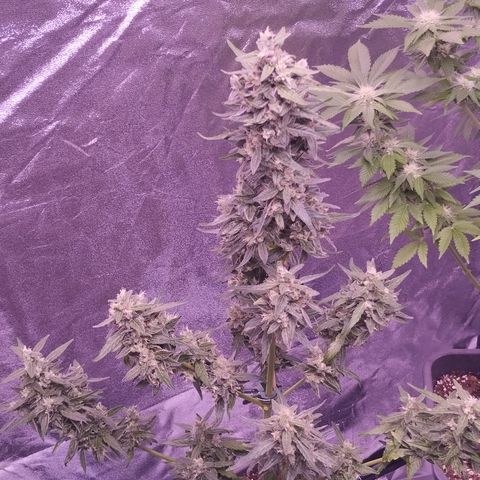 Royal Jack Automatic growlog timeline photo