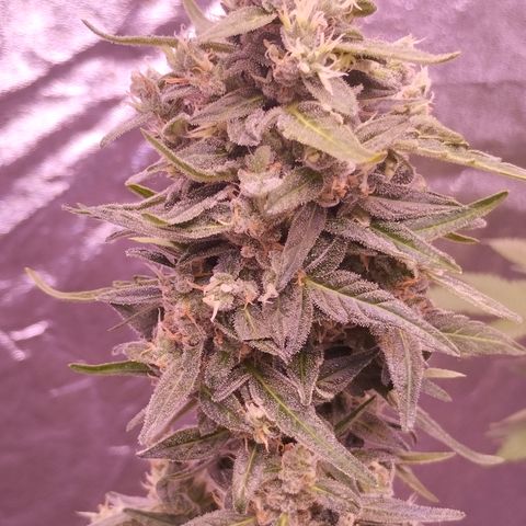 Royal Jack Automatic growlog timeline photo